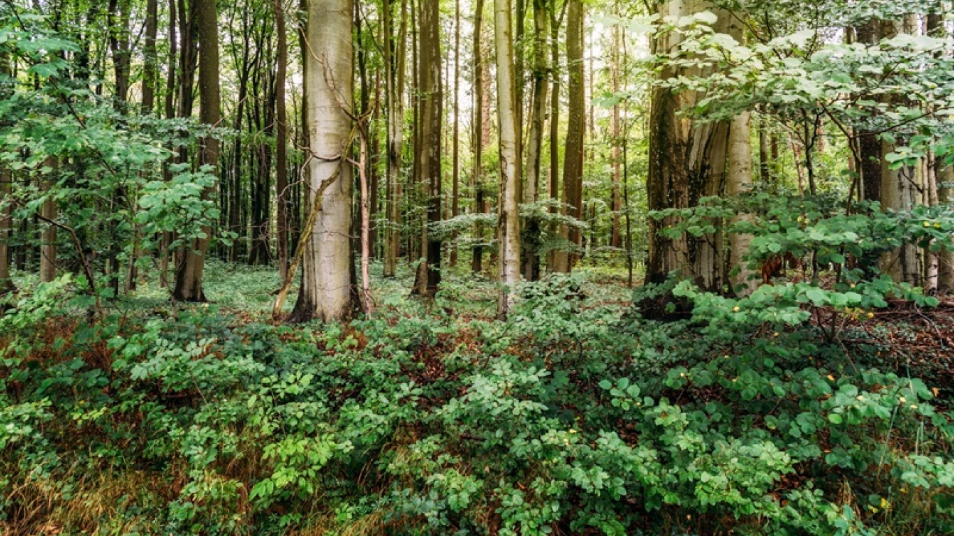 Fotograficzna przygoda — najlepsze miejsca do fotografowania w Puszczy Białowieskiej