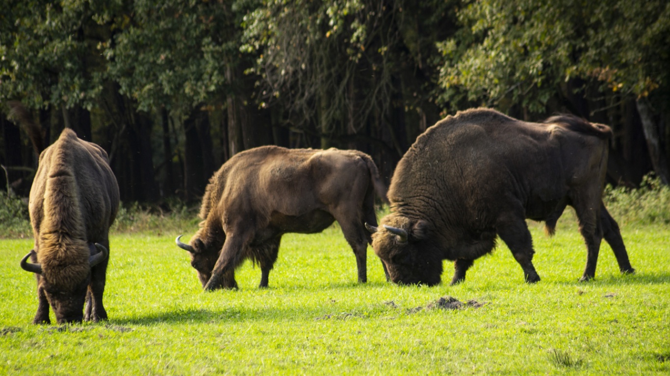 Odkryj urok Białowieży i okolic