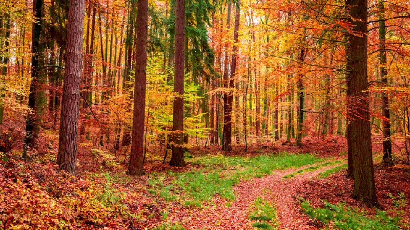 Cztery pory roku w Białowieży - zaobserwuj zmieniającą się przyrodę puszczy