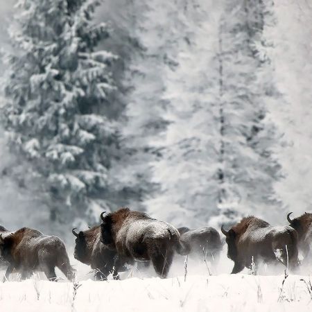 Wypoczynek w Hotelu Białowieski w samym sercu Puszczy Białowieskiej