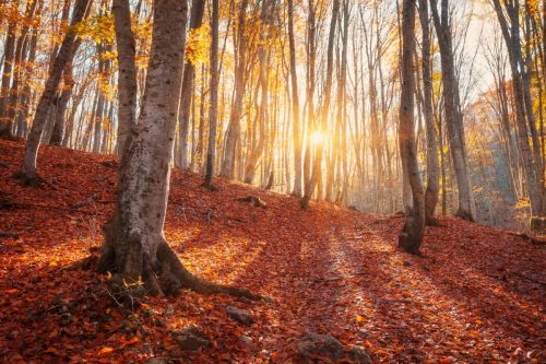 Złota Polska Jesień w Białowieży Złota Polska Jesień w Białowieży
