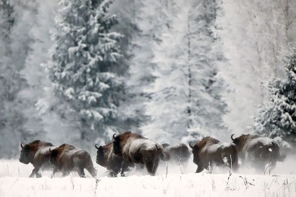 Wypoczynek w Hotelu Białowieski w samym sercu Puszczy Białowieskiej