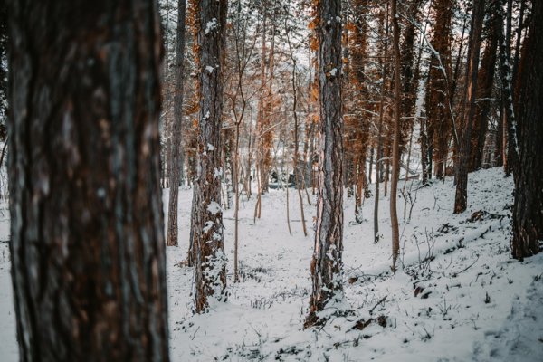 Białowieska zima – ucieczka od miejskiego zgiełku do ciszy Puszczy Białowieskiej