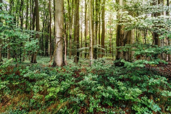 Fotograficzna przygoda — najlepsze miejsca do fotografowania w Puszczy Białowieskiej