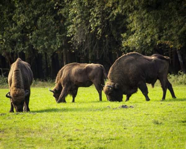 Odkryj urok Białowieży i okolic