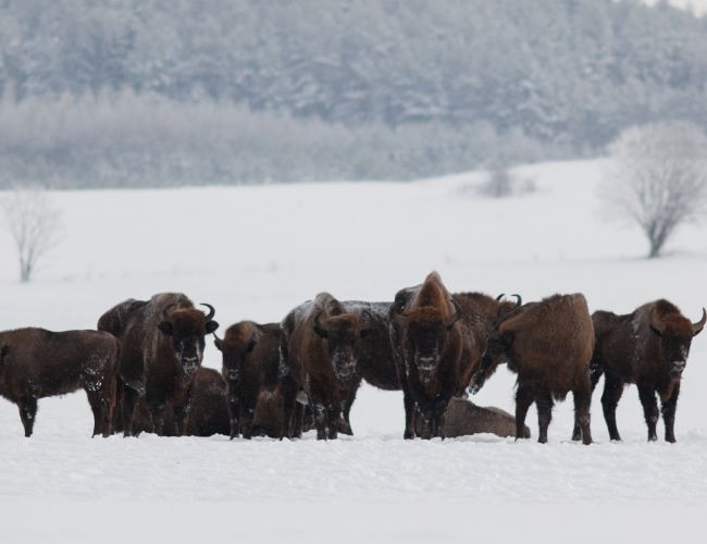 Białowieża jesienią