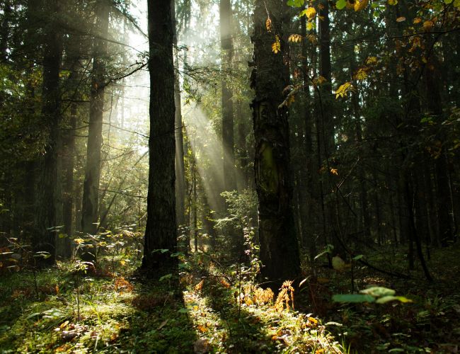 Puszcza Białowieska zapewnia kameralną atmosferę i dyskrecję