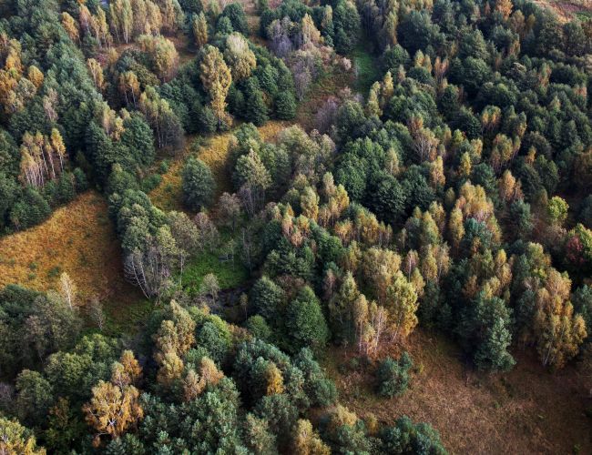 Malownicze Podlasie - wycieczki terenowe po Białowieży i Puszczy Białowieskiej